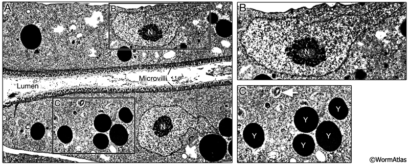 DIntFIG 3: Features in the dauer intestinal cell cytoplasm.